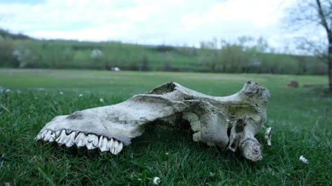 Cow skull in the field Video stock 154382962