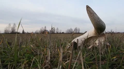 Cow skull Stock Footage 8928925