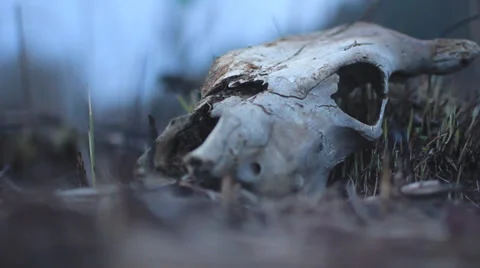 Cow skull Stock Footage 37874003