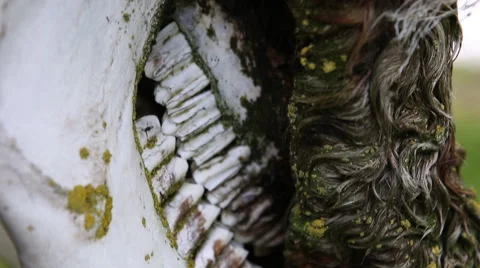 Cow skull hanging from tree Stock Footage 50957960