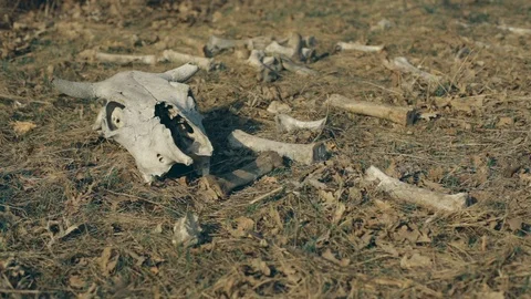 Cow skull lying on the ground Stock Footage 113327362