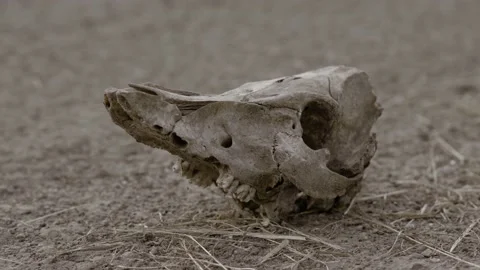 Cow skull lying on the ground. Stock Footage 197081194