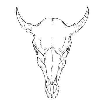 Cow skull. Occult element. Vector illustration. Isolated. Hand-drawn style. Stock Illustration
