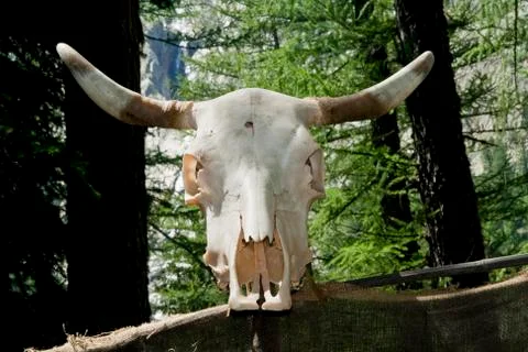 Cow skull Stock Photos