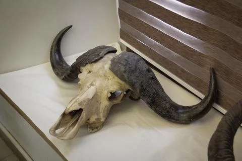 A Cow skull Stock Photos