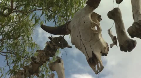 Cow Skull Under The Tree Stock Footage 12492642