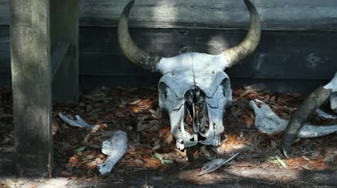 Cow Skulls Video stock 12110546