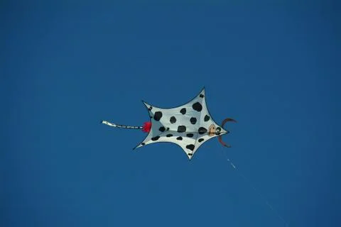 Cow in the sky Stock Photos