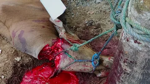 Cow slaughter Stock Footage 282884755