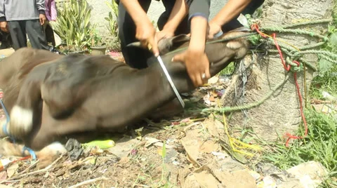 A Cow Slaughtering Stock Footage 31970533