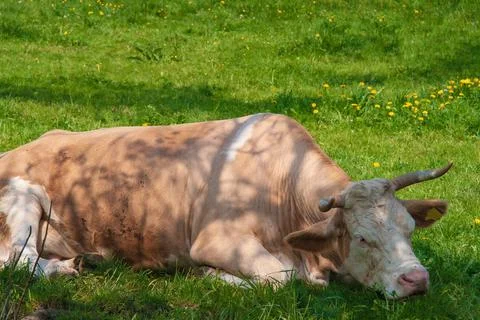 Cow sleeping in the shadow 스톡 사진