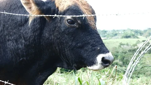 Cow slightly perplexed Stock Footage 126551256