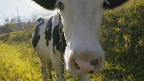 Cow is smelling the camera. Farming activities. Animal portrait. Stock Footage 129663668