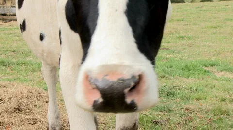 Cow smelling  the camera  Stock Footage 299619