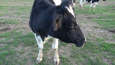 Cow smelling the camera Video stock 76911687