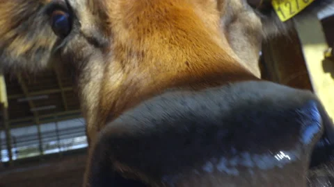 Cow smelling the camera Stock-Footage 223483958