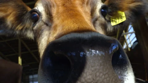 Cow smelling the camera Stock-Footage 223542859
