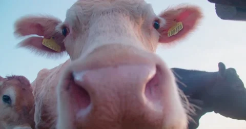 Cow sniffing camera lens / Close Up | 4K/Slow Motion Stock Footage 62867456