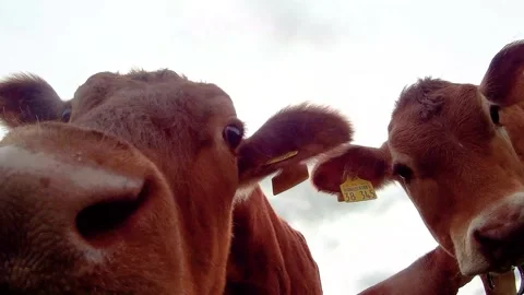 Cow Sniffs Camera  2K Stock Footage 132093274
