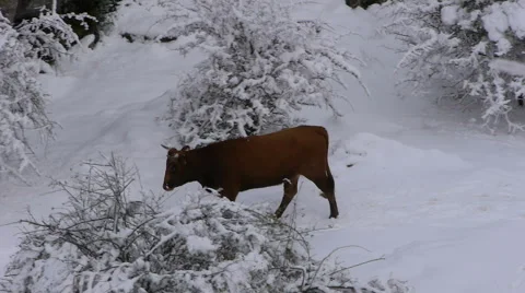 Cow in the snow Stock Footage 46892000