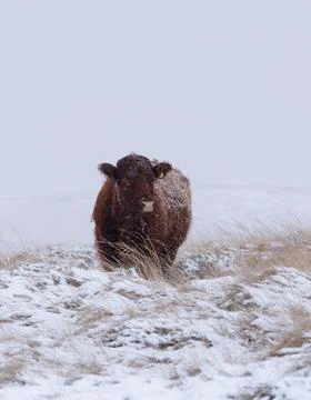 Cow in the snow Stock Photos
