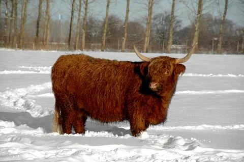 Cow in snow Stock Photos