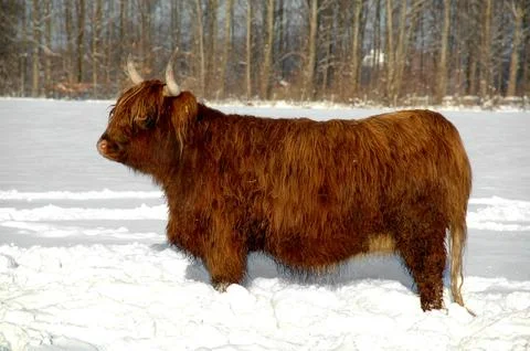 Cow in snow Stock Photos