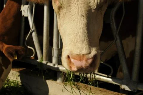 Cow in a stable eats grass Stock Photos
