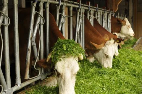 Cow in a stable eats grass Foto stock