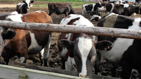 Cow in a stable 스톡 동영상 32907395