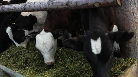 Cow in a stable 스톡 동영상 32940448