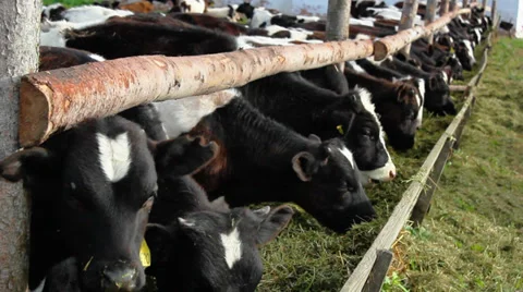 Cow in a stable Stockbeeldmateriaal 33066300