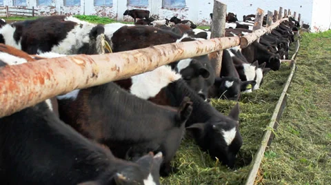Cow in a stable Vídeo Stock 33174901