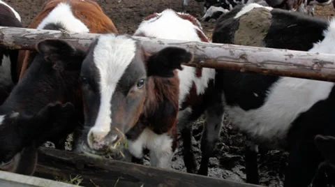 Cow in a stable Видео 33194389