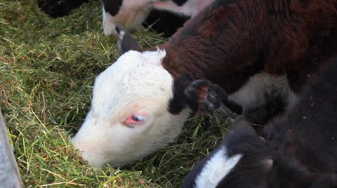 Cow in a stable Stockbeeldmateriaal 33232278