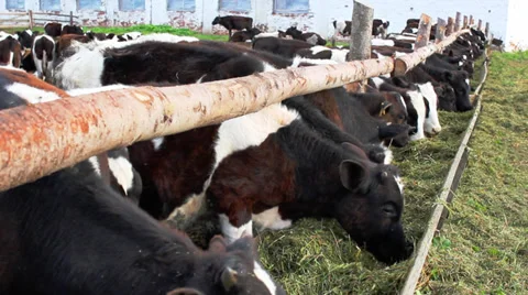 Cow in a stable Видео 33375277