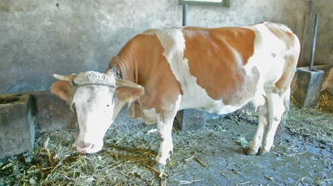 Cow in the Stable Stock Footage 63359158
