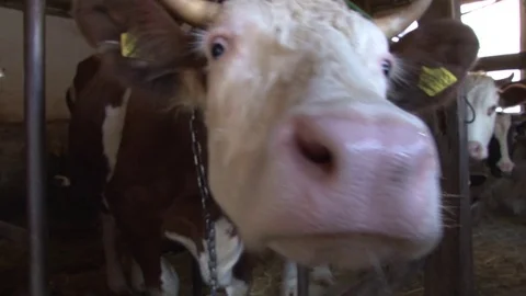 Cow in the stable Video stock 71413688