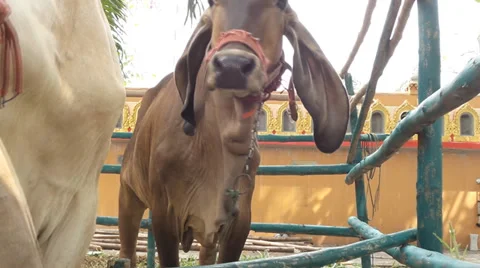 Cow in a stable - ox Stock Footage 36578088