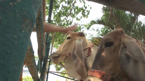 Cow in a stable - ox Stock Footage 36578124