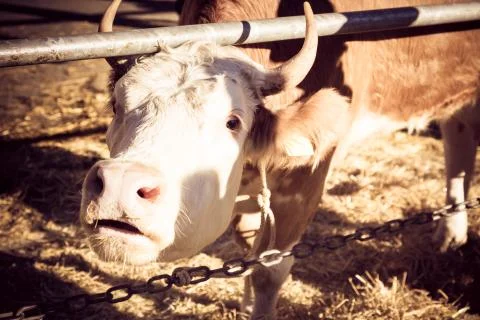 Cow In Stable Stock Photos