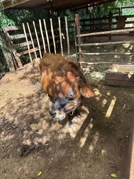 Cow in Stable Stock Photos