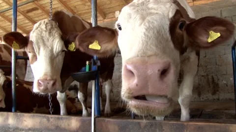 Cow in the stable stares at the camera and chews Video stock 65015789