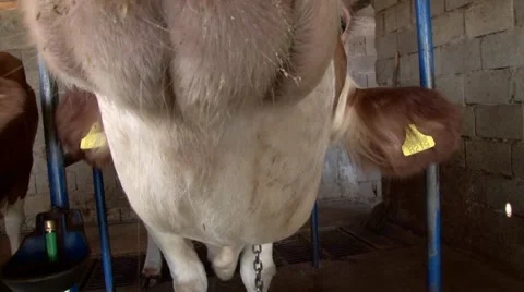 Cow in the stable stares at the camera Video stock 64736151