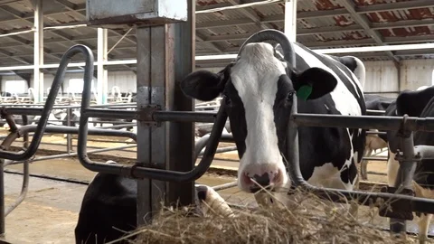 A cow in the stall eats feed. Farm products and milk Stock Footage 115350752