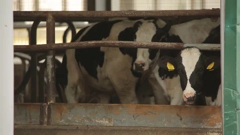 Cow in the stall Stock Footage 73554440