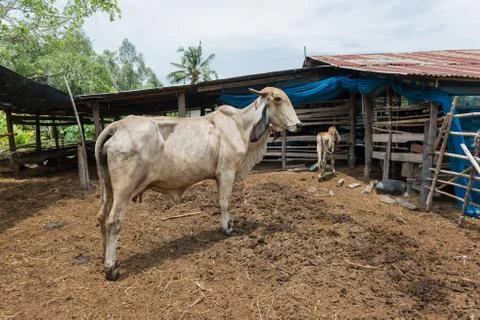 Cow in the stall Stock Photos