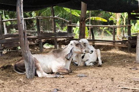 Cow in the stall Stock Photos