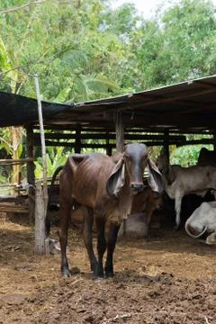 Cow in the stall Foto stock