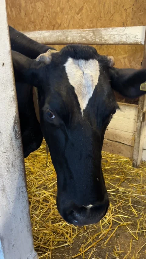 Cow in a stall. Vertical video Stock Footage 305640091